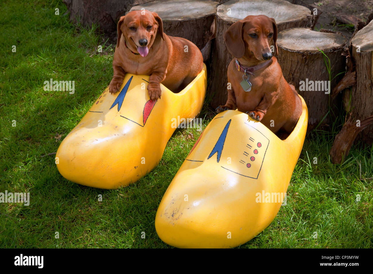 Perros con zapatos fotografías e imágenes de alta resolución - Alamy