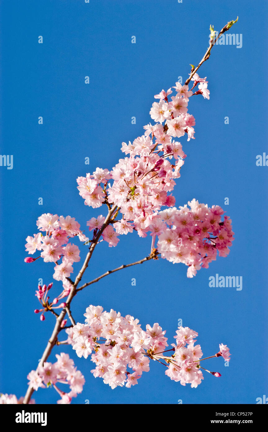 Rosa capullos de manzana malus con fondo de cielo azul Foto de stock