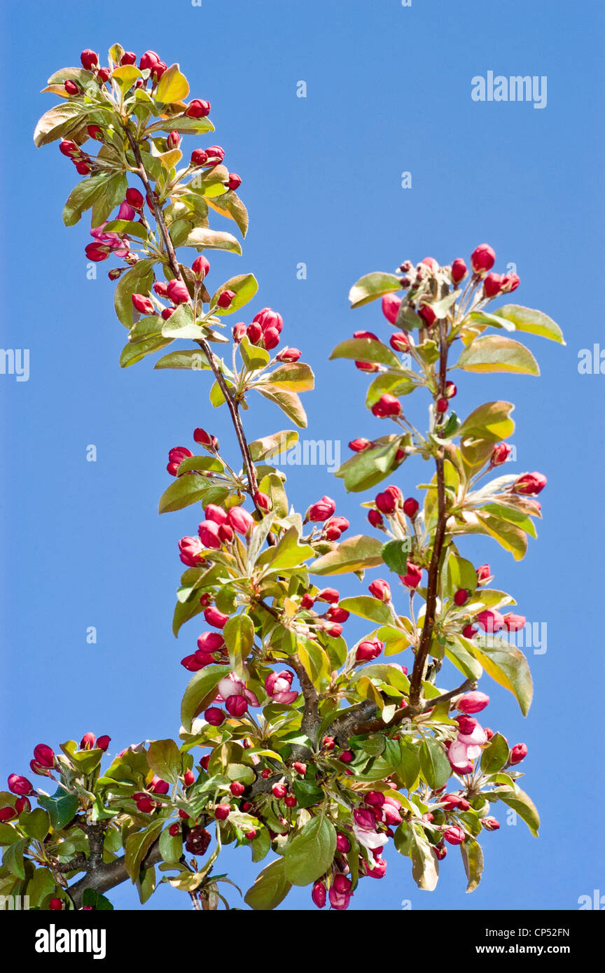 Rosa capullos de manzana malus con fondo de cielo azul Foto de stock