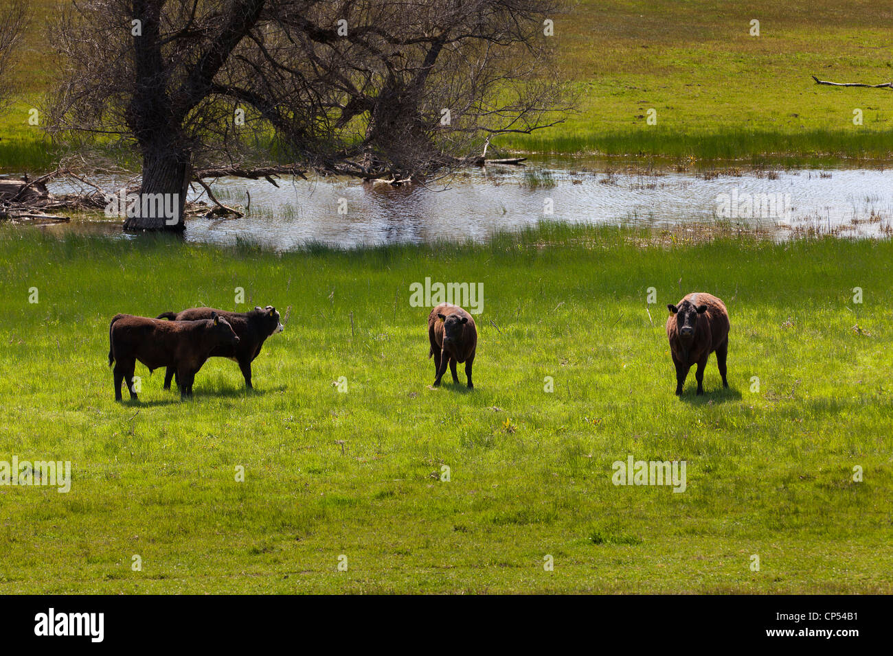 Intervalo libre de pastoreo de vacas Angus negra - California EE.UU. Foto de stock