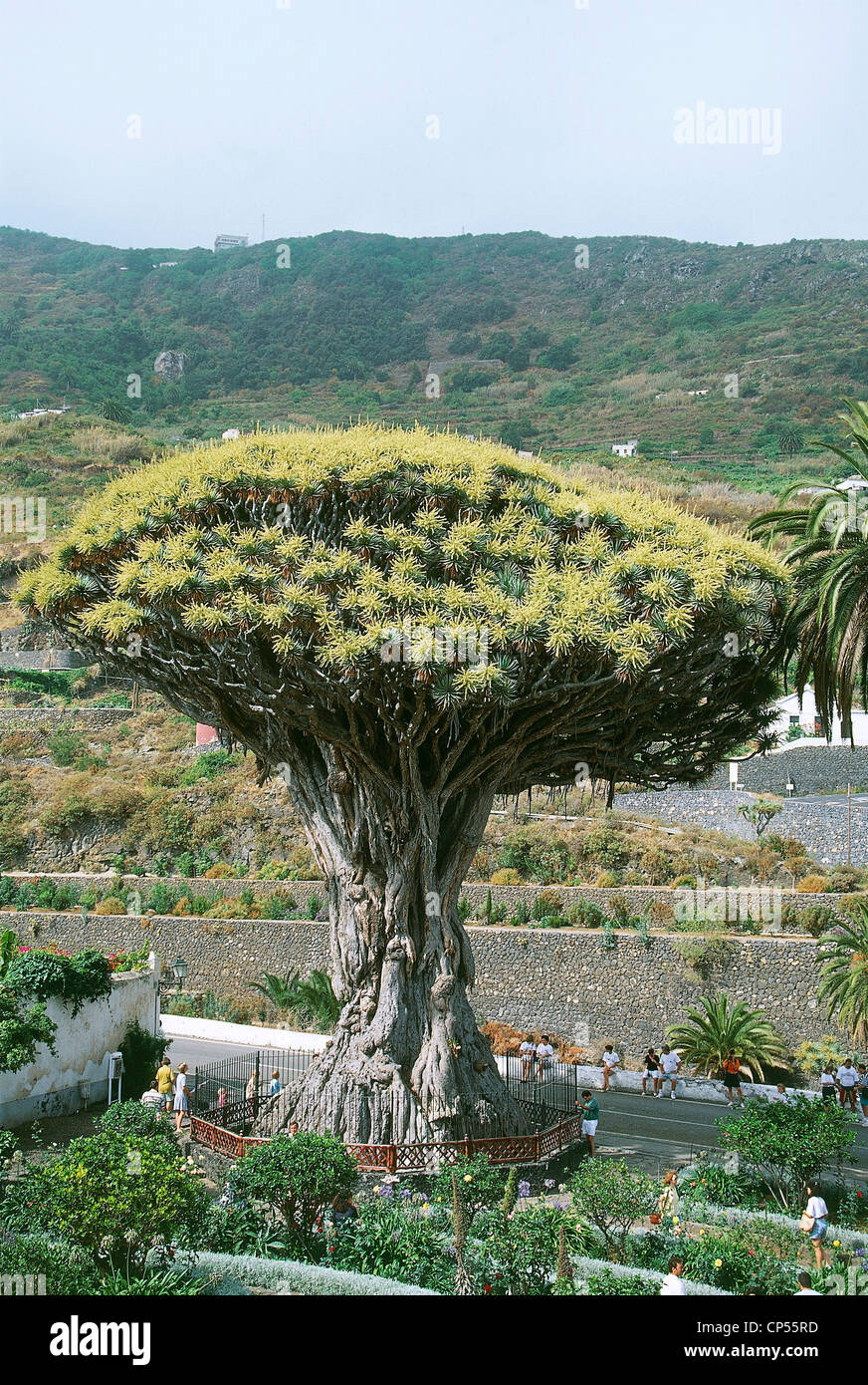 España - Islas Canarias - Tenerife. Icod de los vinos, el original dragón  (Dracaena draco), llamado Dragón milenio Fotografía de stock - Alamy