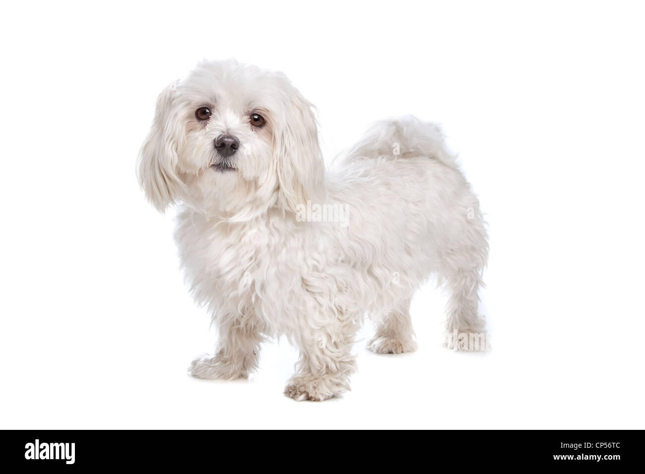 Perro maltés delante de un fondo blanco. Foto de stock