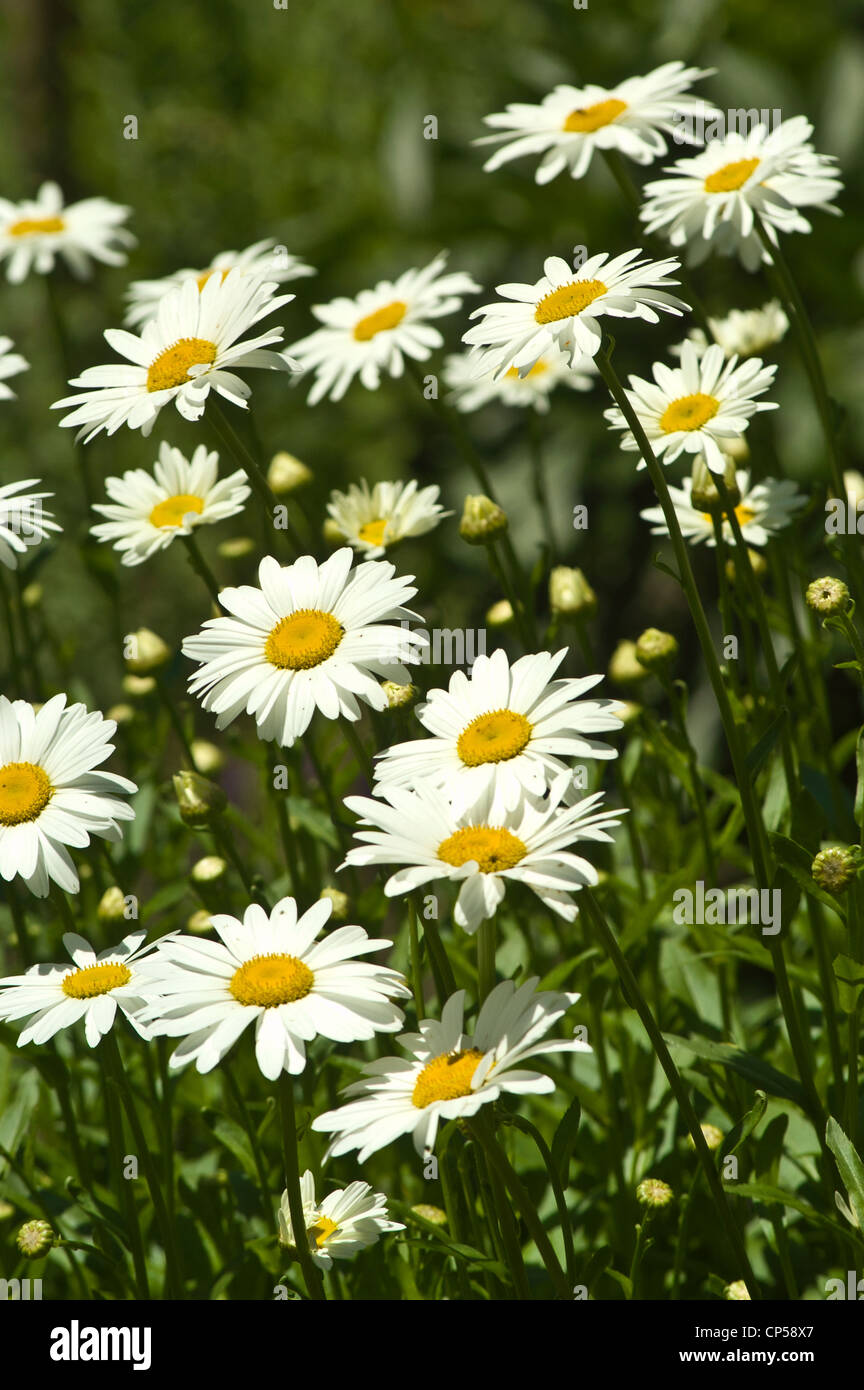 Muchos blanco amarillo Shasta daisy flores, Leucanthemum x superbum Foto de stock