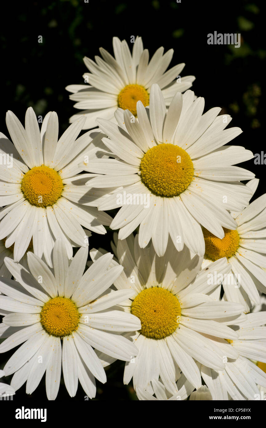 Muchos blanco amarillo Shasta daisy flores, Leucanthemum x superbum Foto de stock