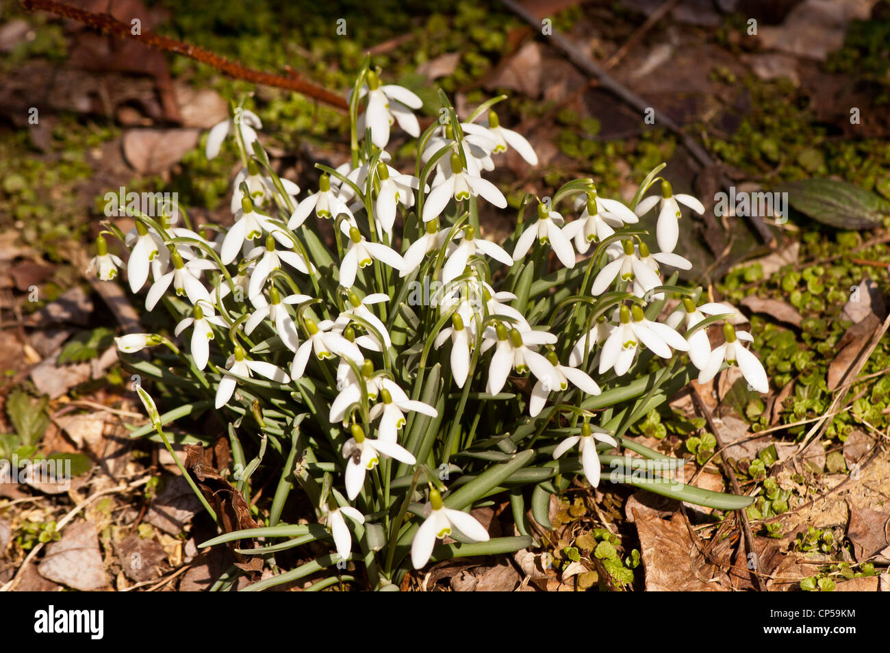 Grupo de campanilla de las nieves común, Galanthus nivalis creciente sobre el césped en la primavera temprana Foto de stock