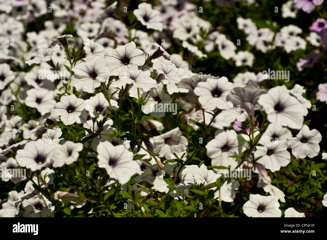 Muchas flores blancas de surfinia, petunia hybrid Foto de stock