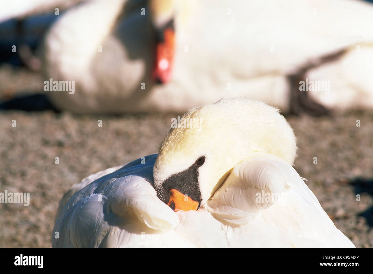 Inglaterra, Cumbria, Lake District, cisnes en Bowness-on-Windermere Foto de stock