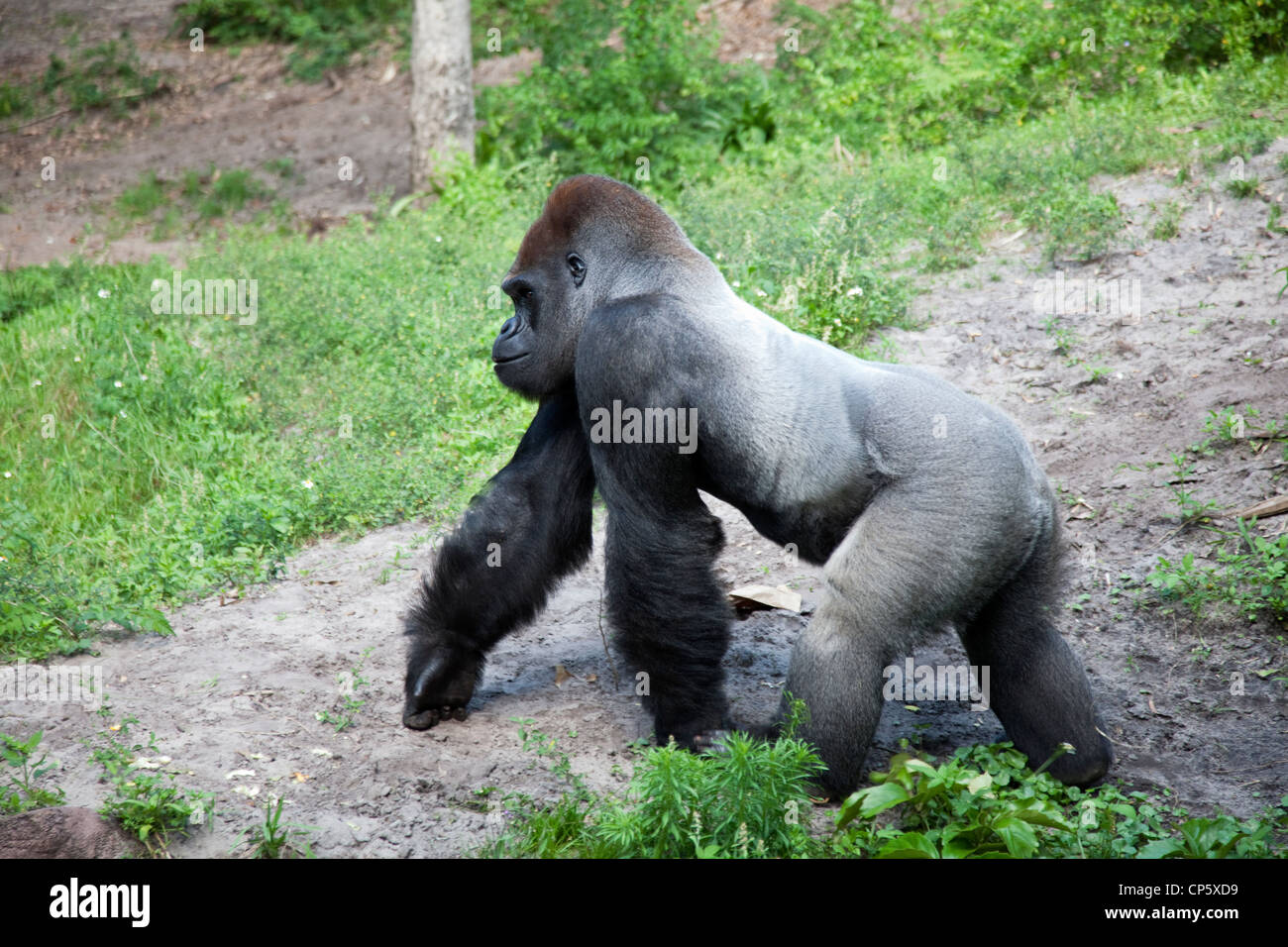 Gorila Foto de stock