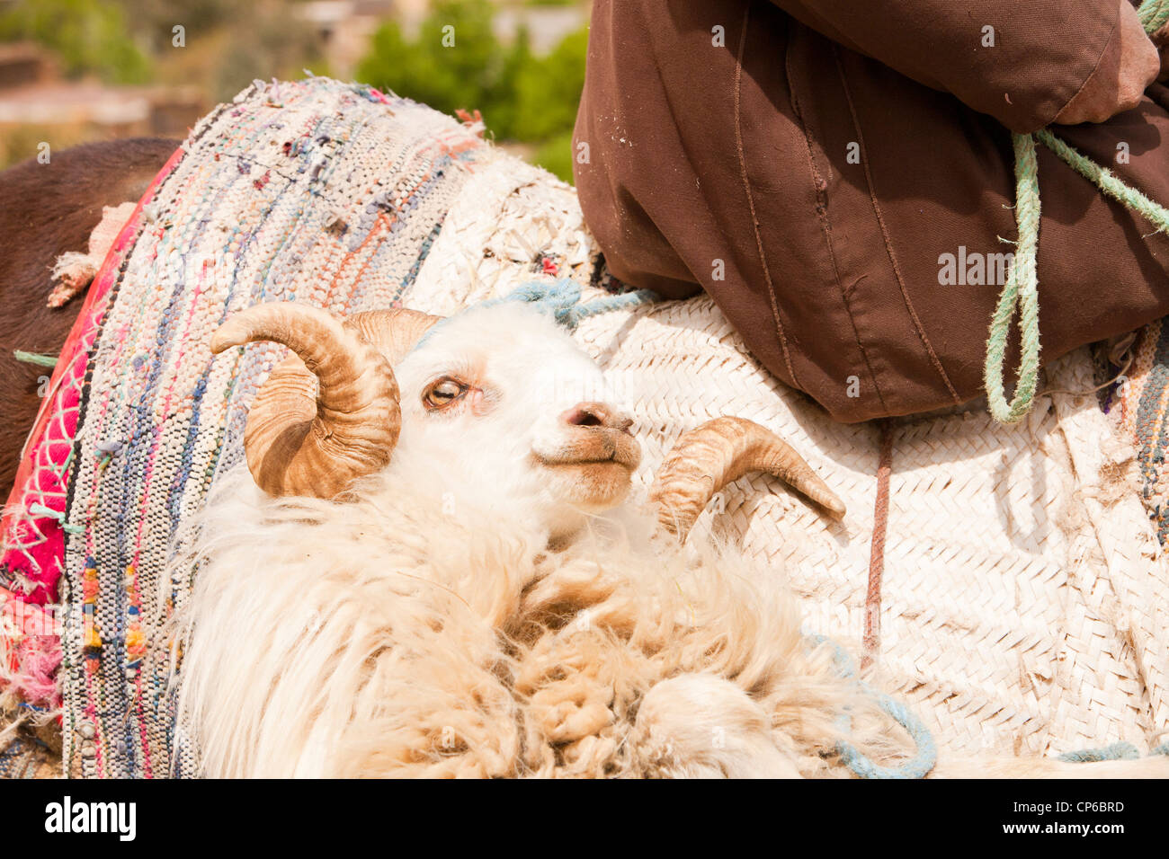 Un hombre bereber sobre una mula llevando una oveja en una panera en el Anti Atlas de Marruecos. Foto de stock