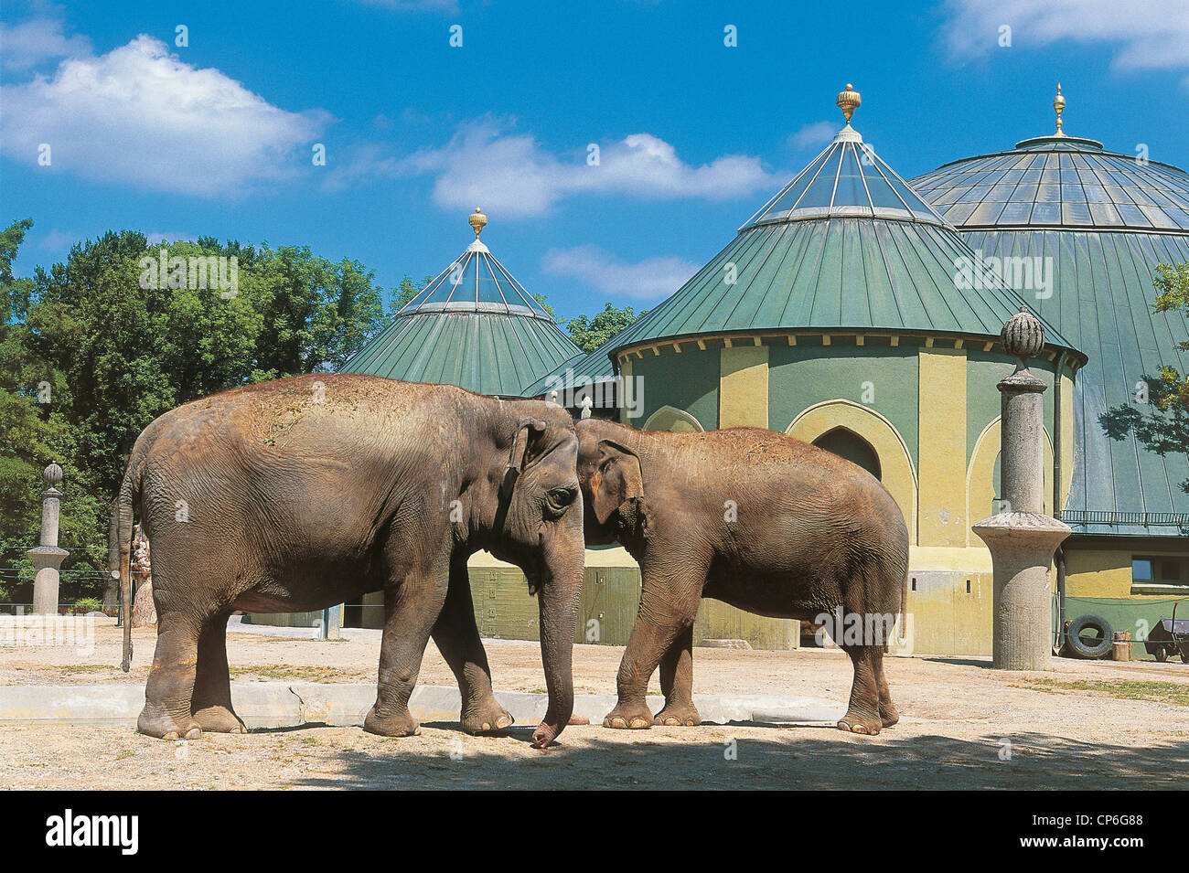 Alemania - Munich - Monaco di Baviera. Hellabrunn, elefantes en el zoológico. Foto de stock
