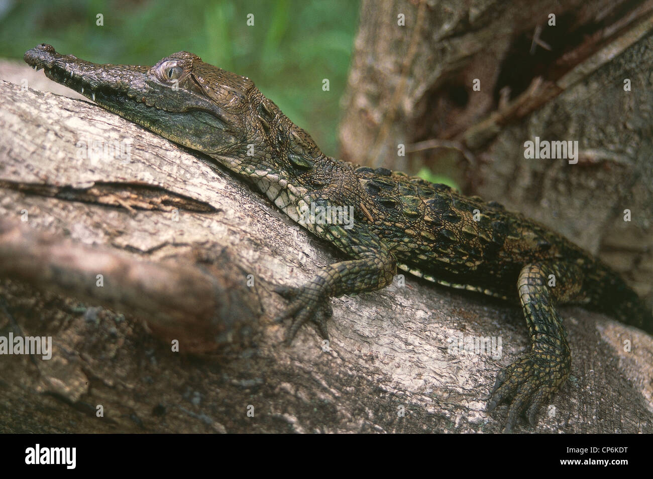 República Dominicana - Parque Nacional Lago Enriquillo, bebé Cocodrilo  Americano (Crocodilus acutus) en la rama de un árbol Fotografía de stock -  Alamy