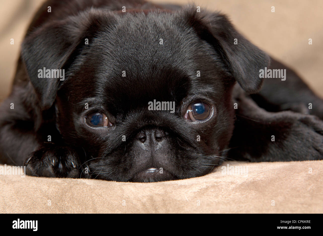 De Cerca Una De 3 Meses De Edad Cachorro Pug Negro Con La Cabeza Hacia Abajo Fotografia De Stock Alamy