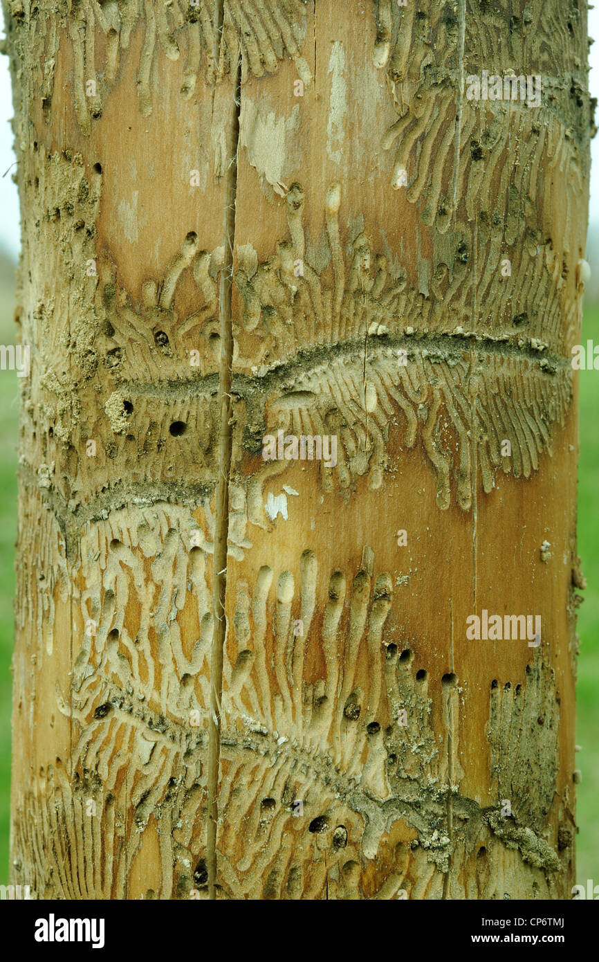 Tunneling por Ips escarabajos en árbol de arce Foto de stock