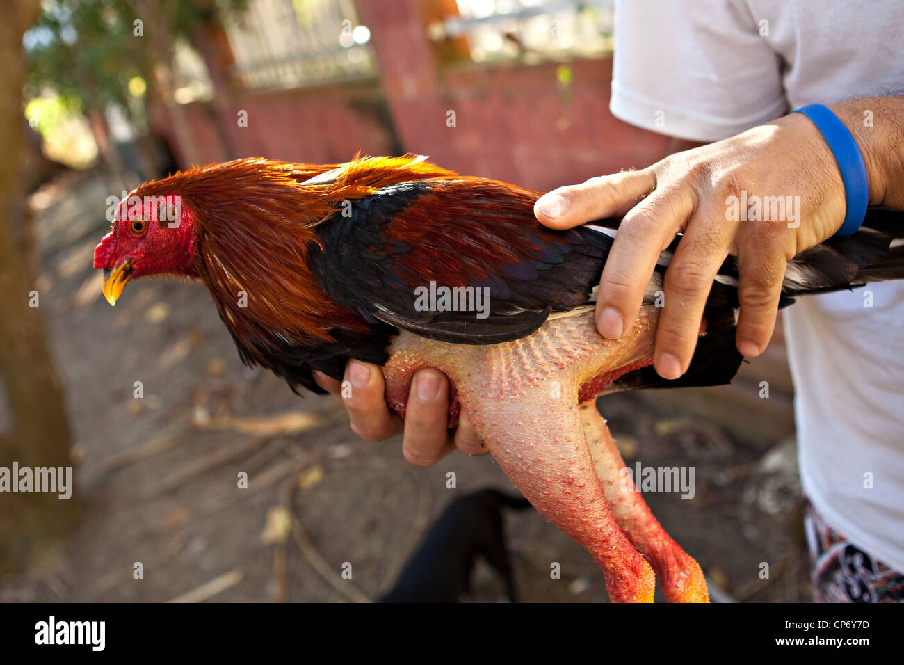 Un gallo está entrenado para la pelea de gallos en Puerto Rico. La pelea de  gallos es legal en el territorio de los Estados Unidos Fotografía de stock  - Alamy