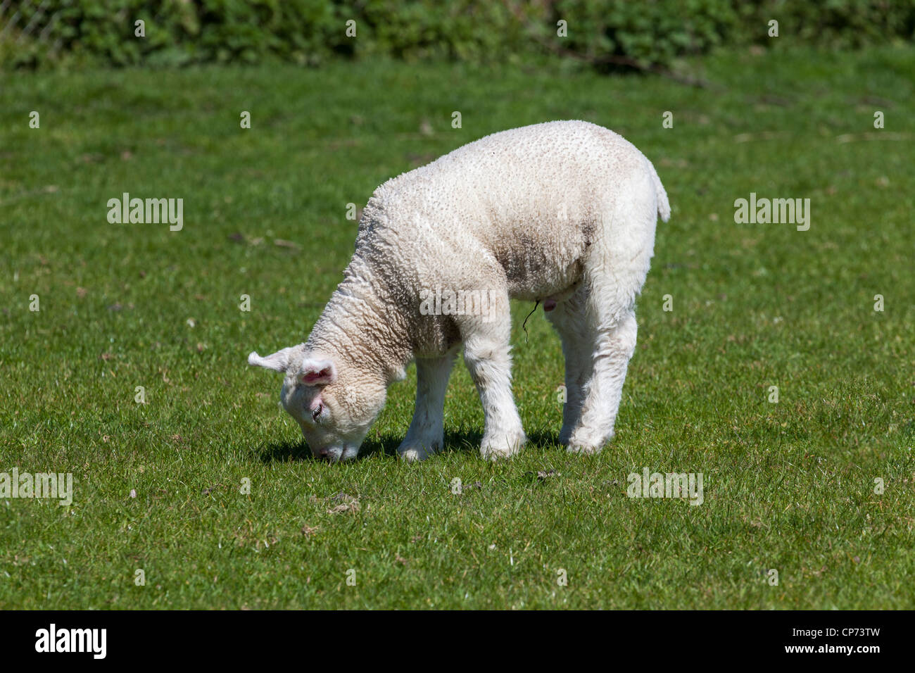 Un Cordero de pastoreo en Romney Marsh, cerca de Rye, East Sussex. Foto de stock