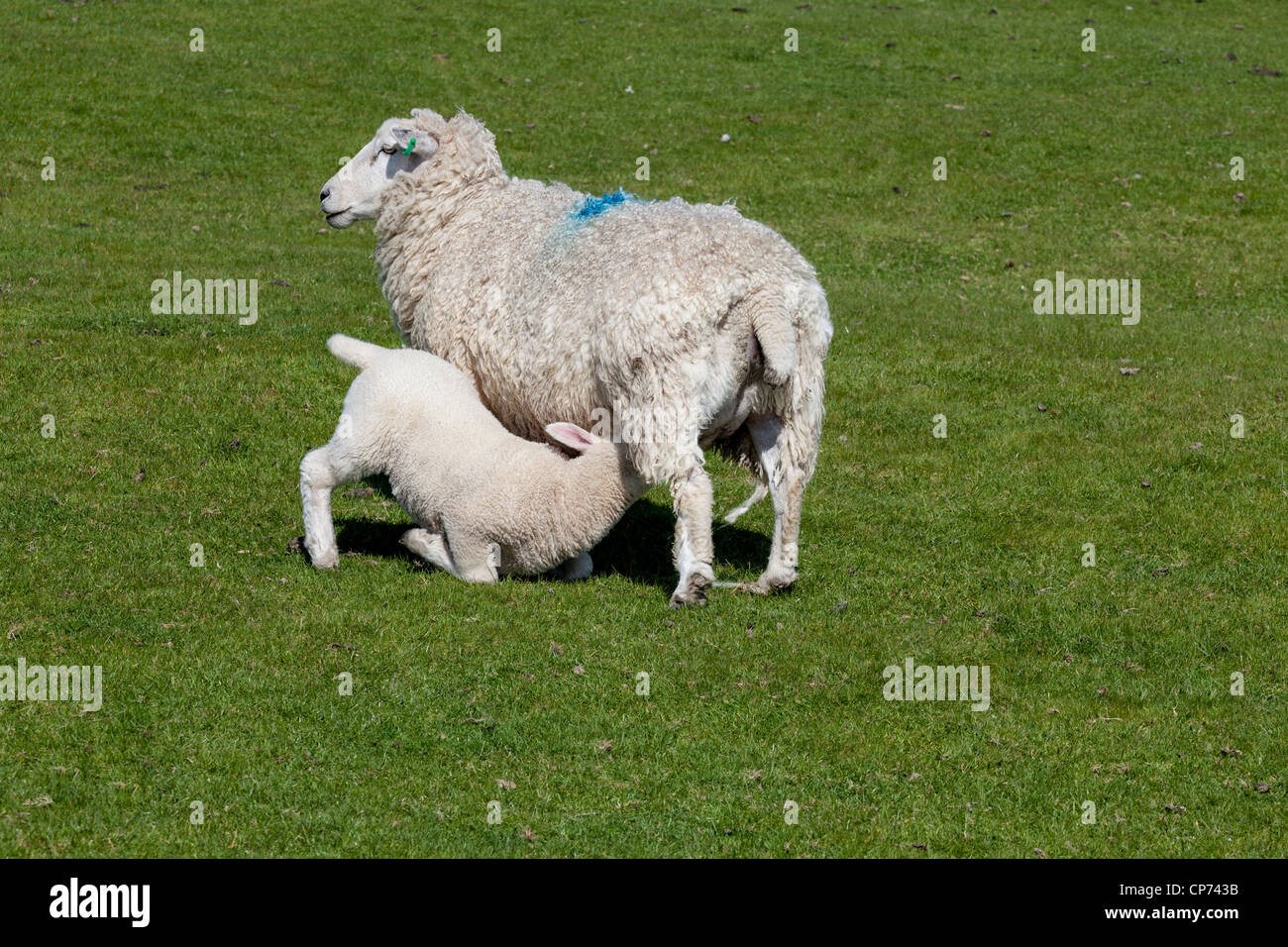 Cordero con alimentación desde su madre sobre Romney Marsh, cerca de Rye, East Sussex. Foto de stock