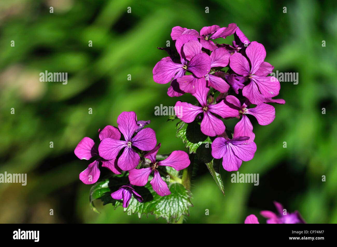 La flor morada de la honestidad en la primavera UK Fotografía de stock -  Alamy
