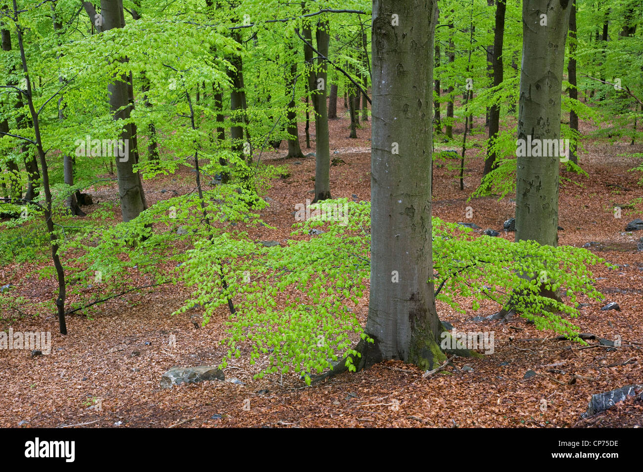 Hayedos (Fagus sylvatica) en un amplio bosque-hojas en primavera, Bélgica Foto de stock