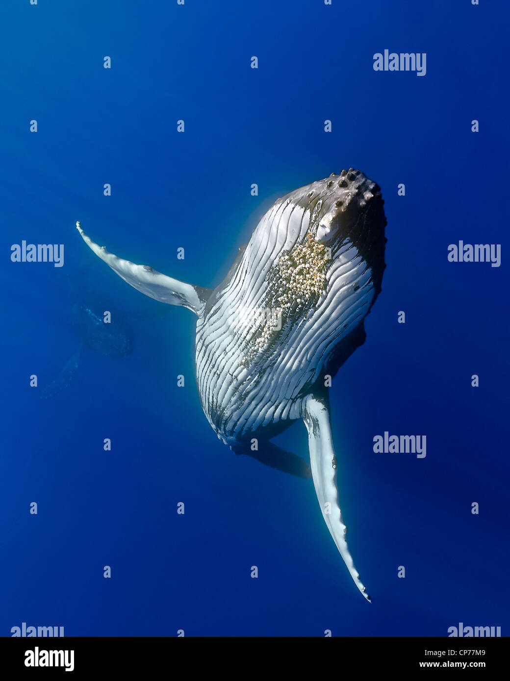 La ballena jorobada (Megaptera novaeangliae) Foto de stock