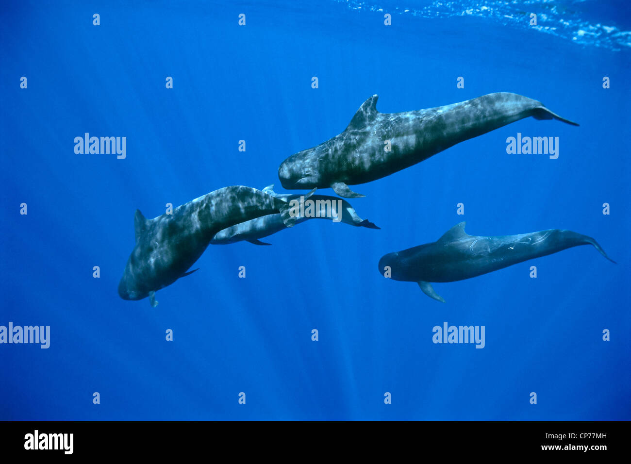 Los jóvenes las ballenas piloto de aleta corta, océano abierto Foto de stock