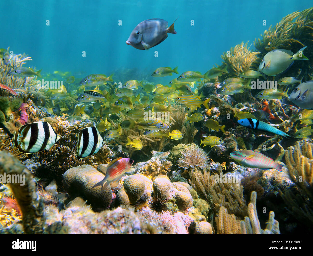Arrecifes de coral con la escuela de coloridos peces tropicales bajo el agua, en el mar Caribe Foto de stock