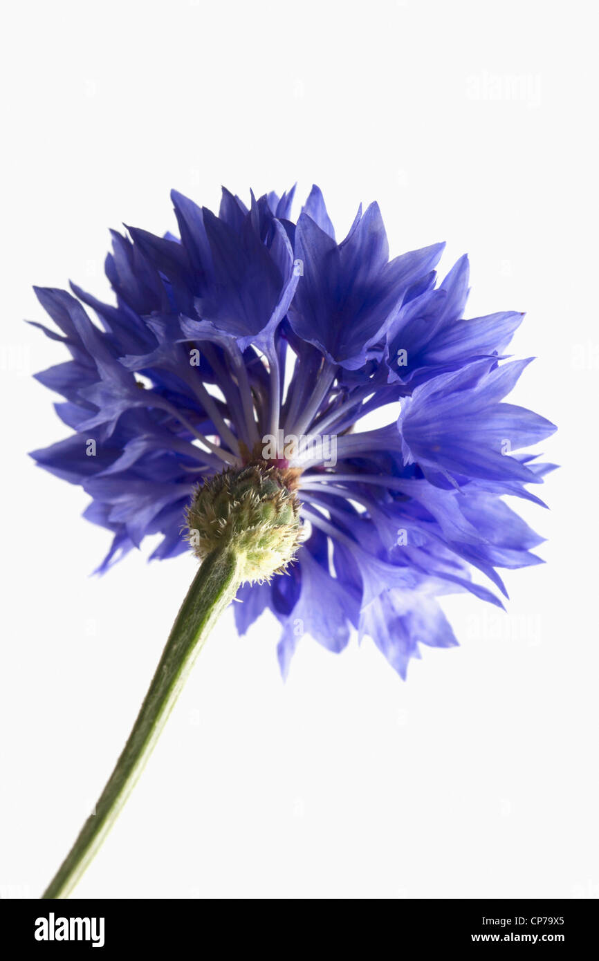 Flor nacional de alemania Imágenes recortadas de stock - Alamy Flor nacional de alemania Imágenes recortadas de stock - Alamy
