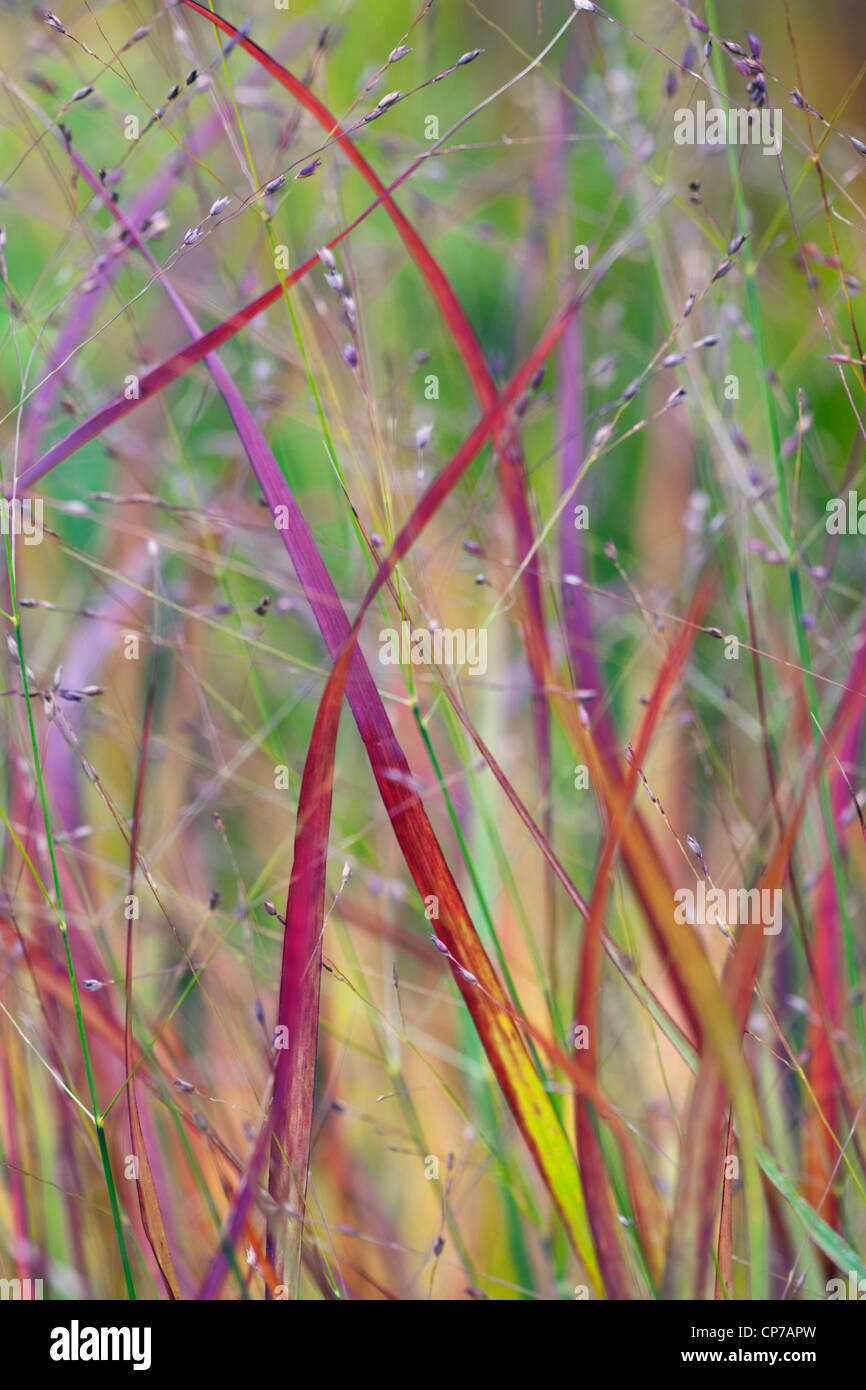 Imperata cylindrica 'Rubra', hierba, Hierba Roja, Roja. Foto de stock