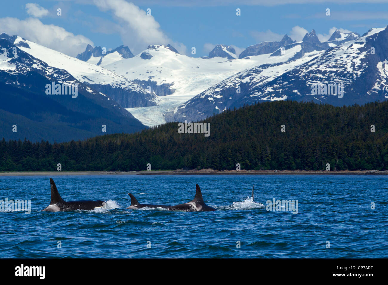 Compuesto: Pod de orcas en la superficie del pasaje favorito cerca de Juneau con rango de costa en el fondo, Alaska Foto de stock