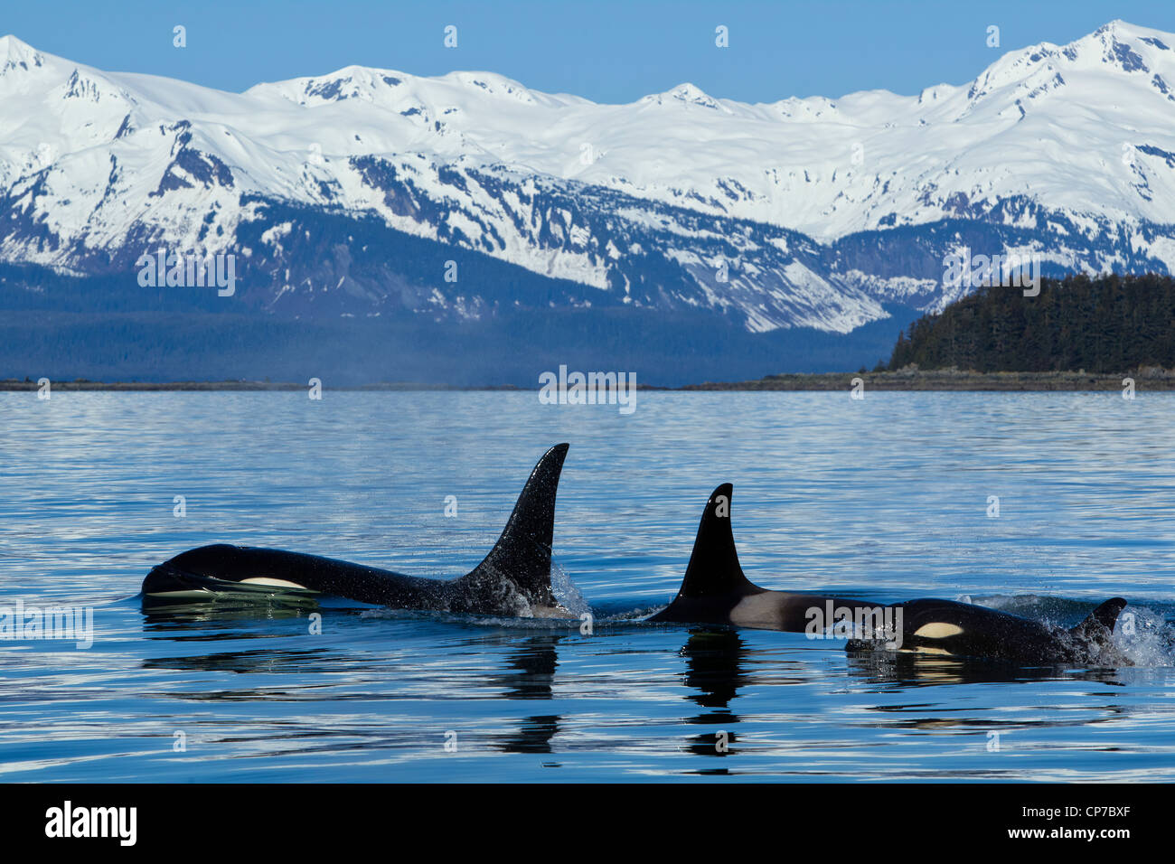 Compuesto: Familia de orcas en la superficie del canal cerca de Lynn Chilkat Juneau con montañas de fondo, Alaska Foto de stock
