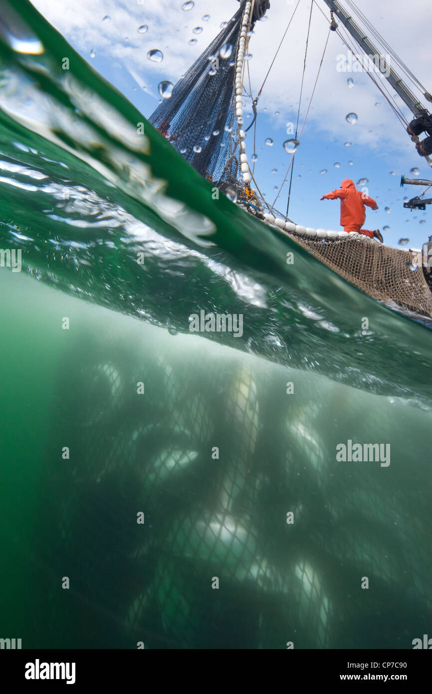 Red de cerco lleno de salmón siendo arrastrados desde a bordo del submarino, Chatham estrecho cerca de Admiralty Island, Alaska Foto de stock