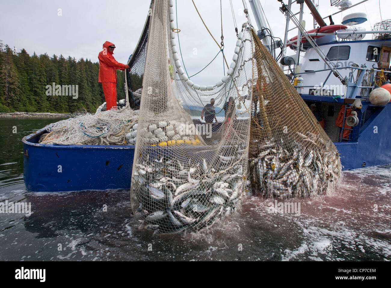 Los pescadores de cerco comercial lance su red mientras que la pesca de salmón chum y rosado, Estrecho de Chatham, Admiralty Island, Alaska Foto de stock