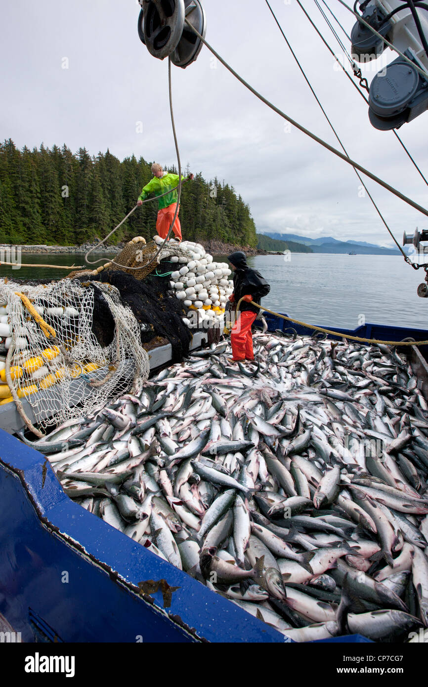 Los pescadores de cerco comercial trabajar en cubierta cubierta con pink y chum salmon, Estrecho de Chatham, Admiralty Island, Alaska Foto de stock