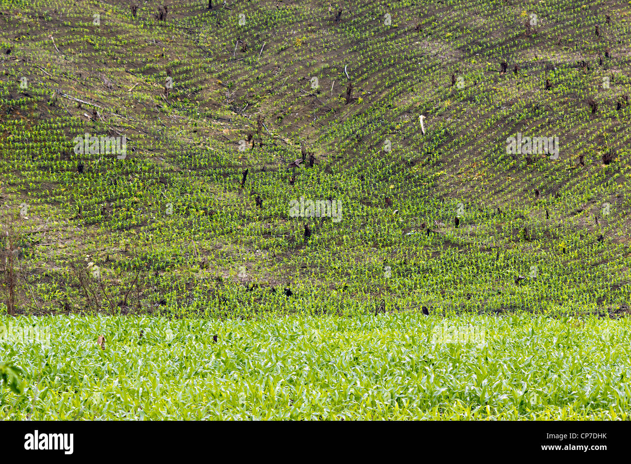 Roza, tumba y quema en el oeste de Ecuador, pendiente pronunciada borra y plantado con las plántulas de maíz. Foto de stock