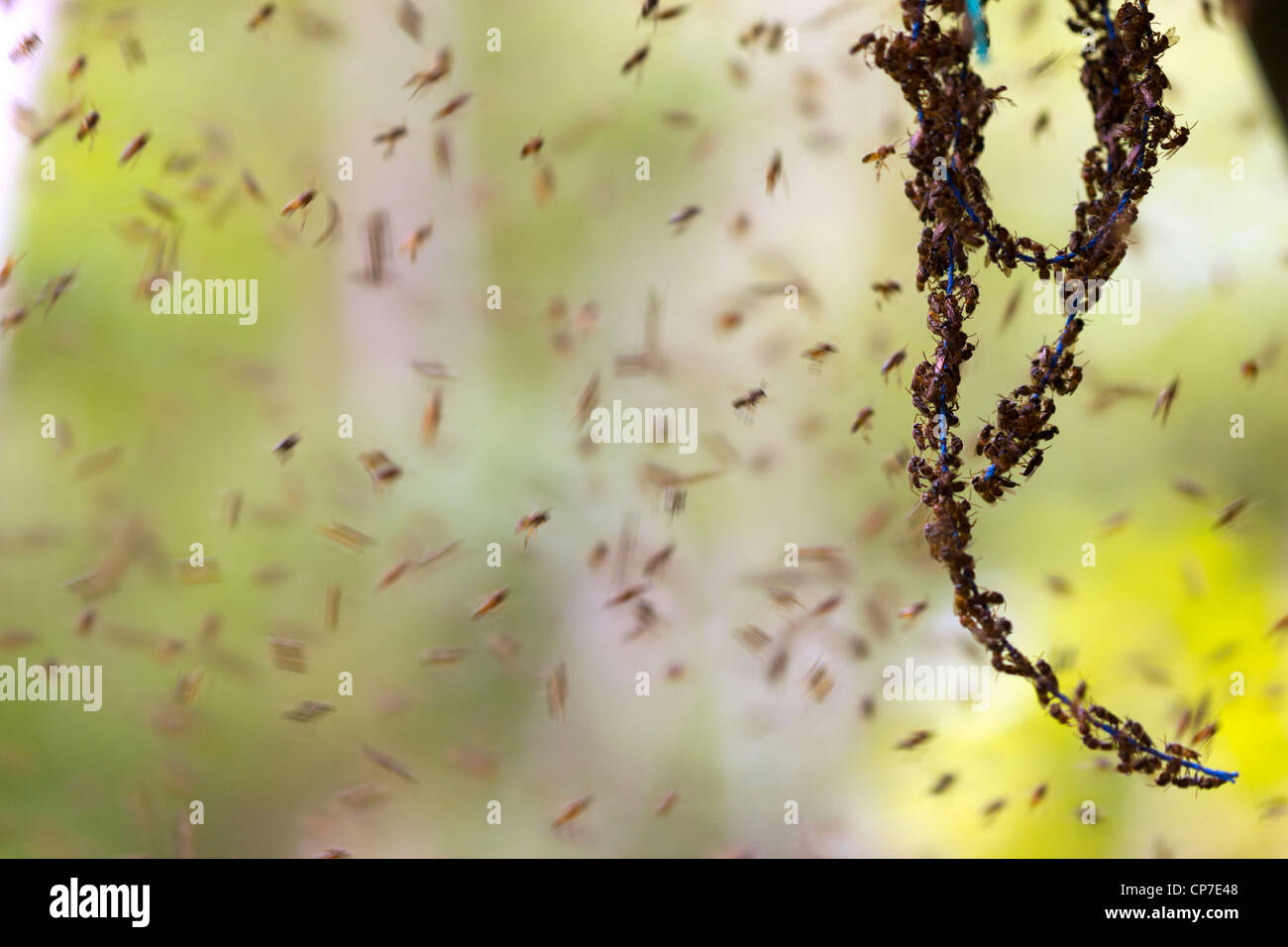 Gran enjambre de abejas del sudor en el bosque lluvioso, en el oeste de Ecuador Foto de stock
