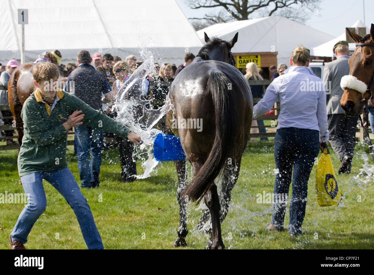 Un caballo de pura sangre Equus ferus caballus en el anillo de se lava después de una carrera de caballos Fotografía de stock - Alamy
