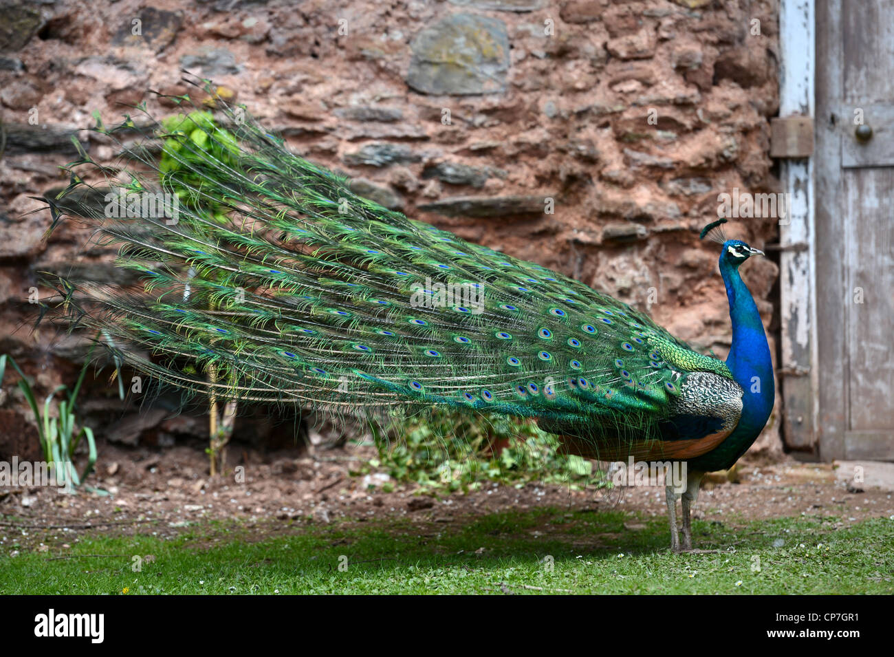 Un pavo real muestra sus plumas en un jardín amurallado UK Foto de stock