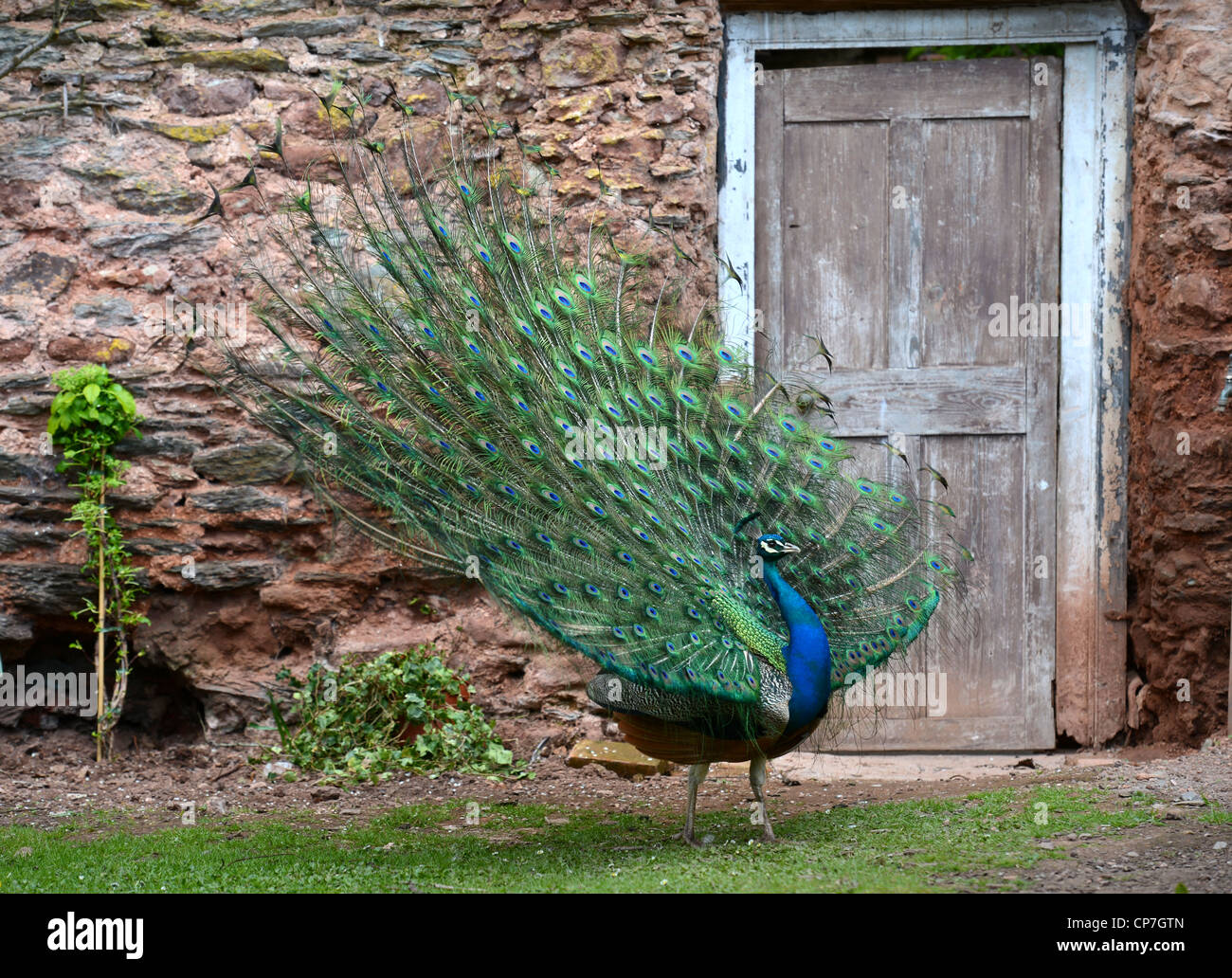 Un pavo real muestra sus plumas en un jardín amurallado UK Foto de stock