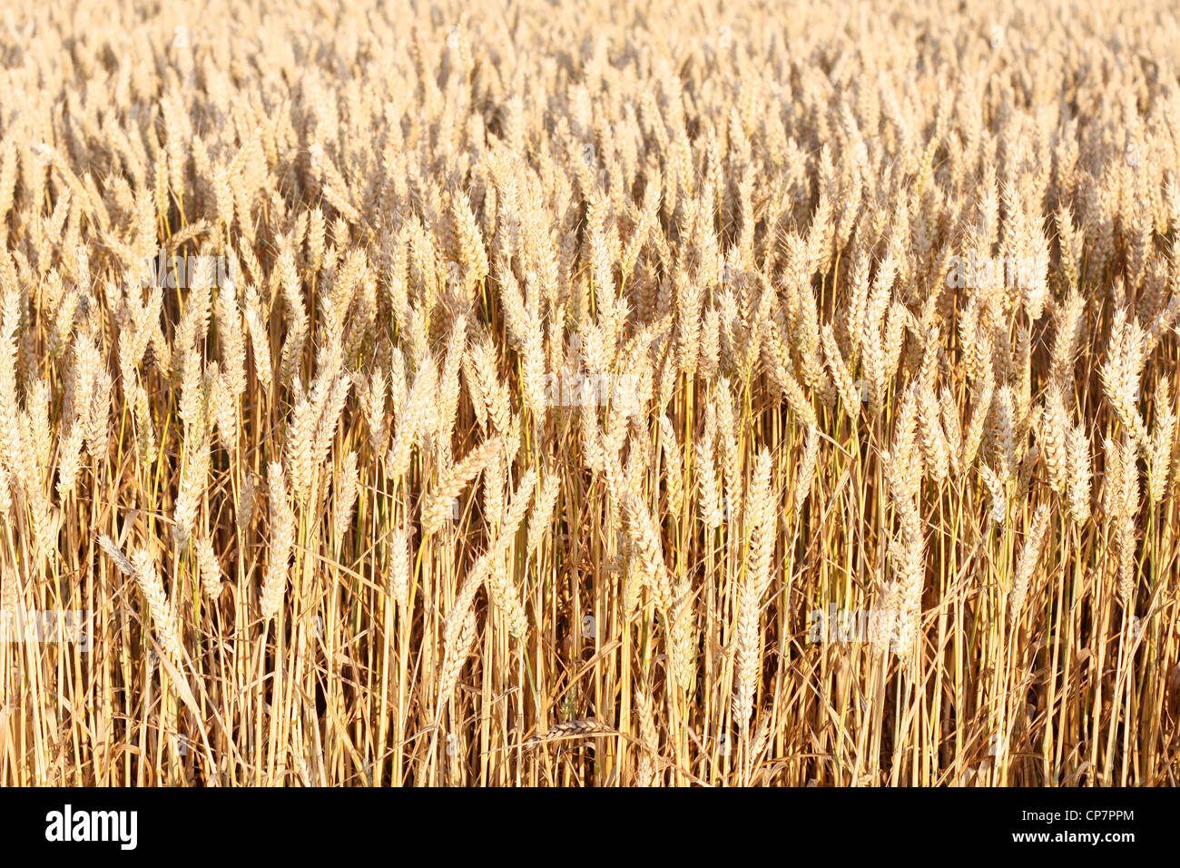 Un hermoso campo de maíz en una línea. Foto de stock