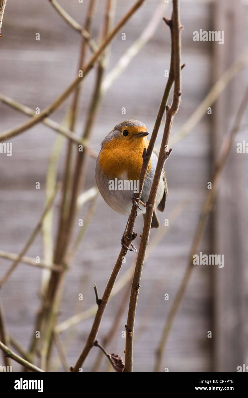 Robin gusanos de la harina fotografías e imágenes de alta resolución