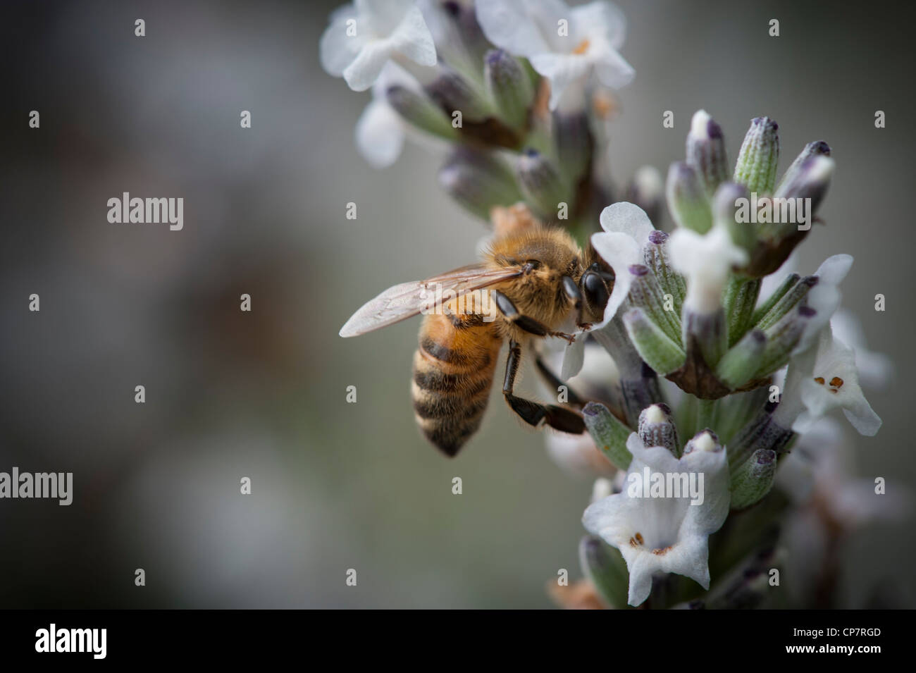 Miel de abejas en una pequeña flor violeta Foto de stock