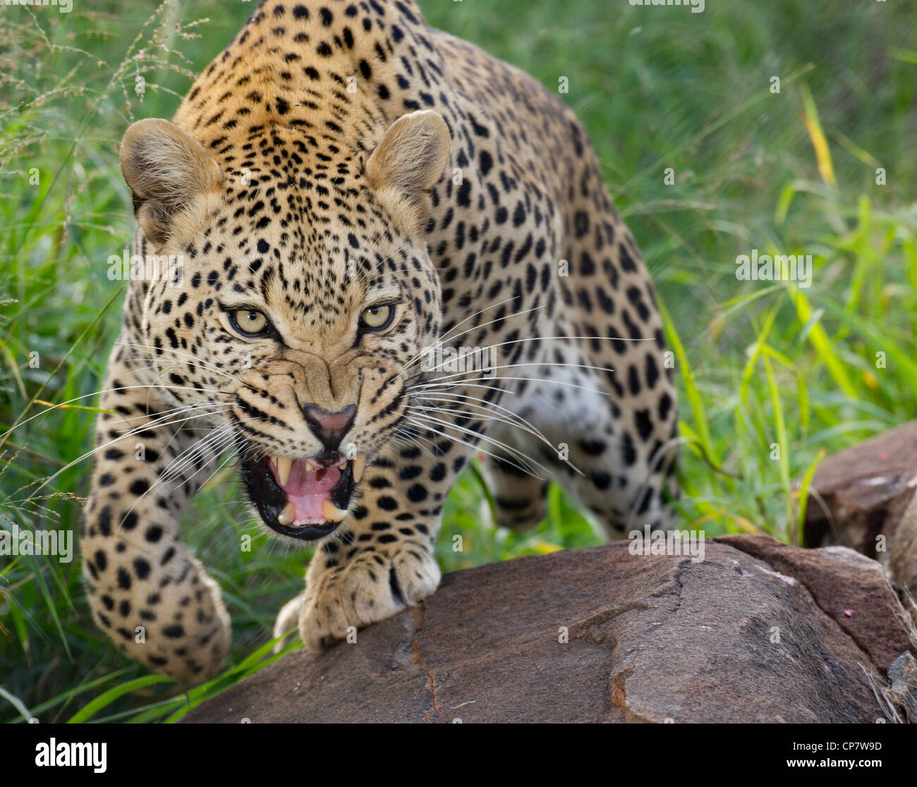 Leopardo africano (Panthera pardus) gruñendo y mostrando los dientes en forma agresiva y defensiva, Sudáfrica Foto de stock