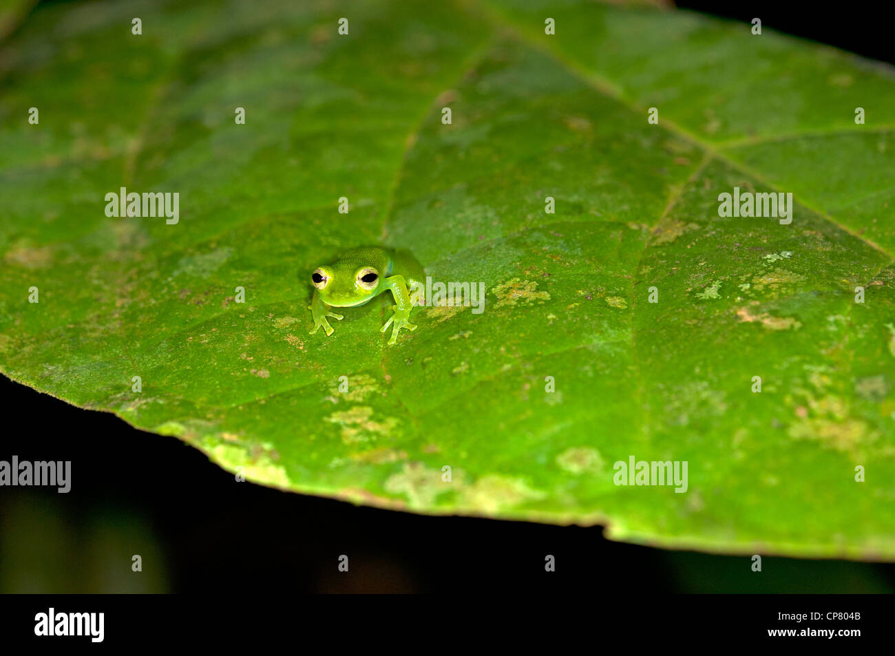 Glas frog Cochranella midas, Tiputini rain forest, el Parque Nacional Yasuní, Ecuador Foto de stock