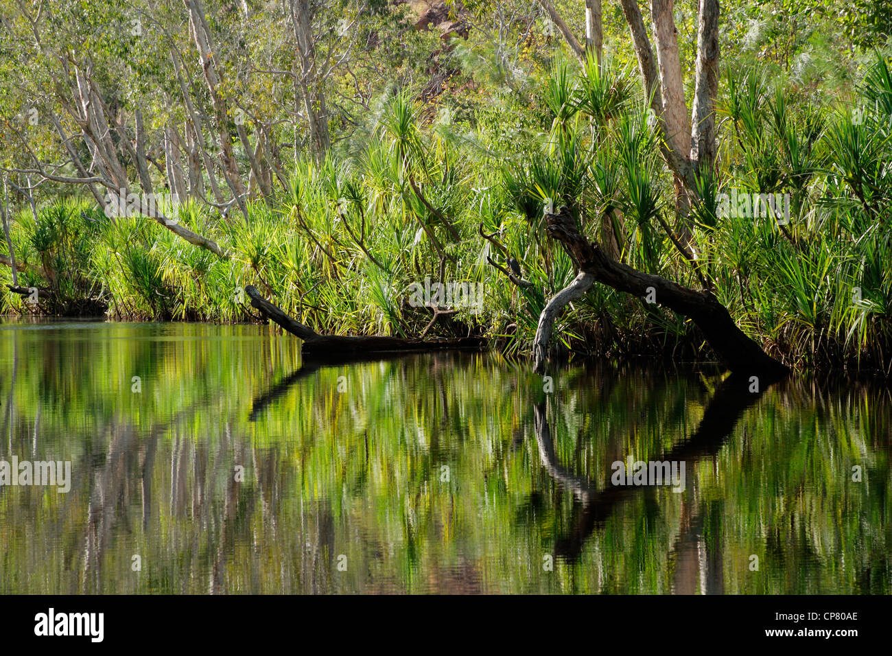 Los árboles con reflexiones, Leliyn (Edith Falls), el Parque Nacional de Nitmiluk, Territorio del Norte, Australia Foto de stock