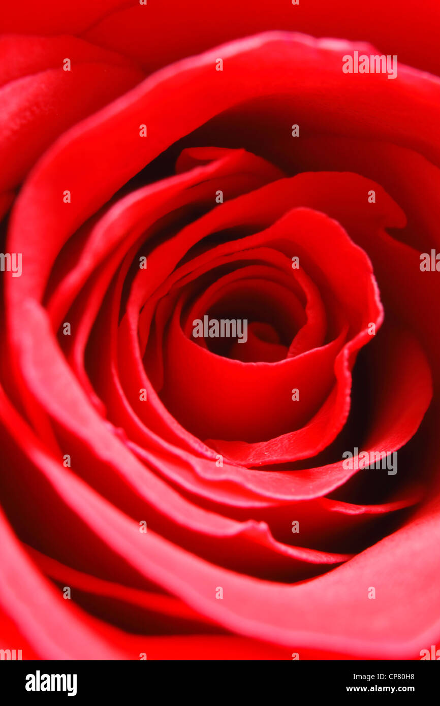 Un clásico de cerca de una rosa roja en la luz difusa. Foto de stock