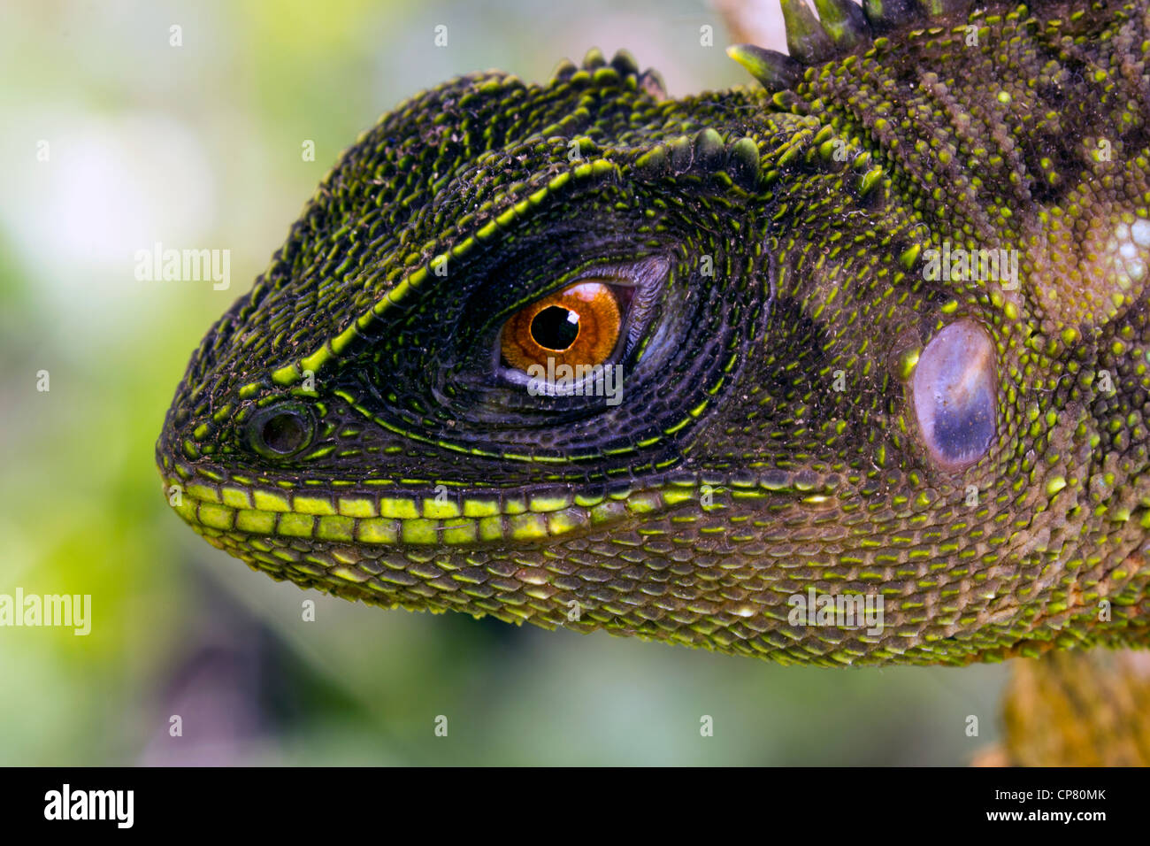 Red-eyed Woodlizard (Enyalioides oshaughnessyi) de selva tropical en el oeste de Ecuador Foto de stock