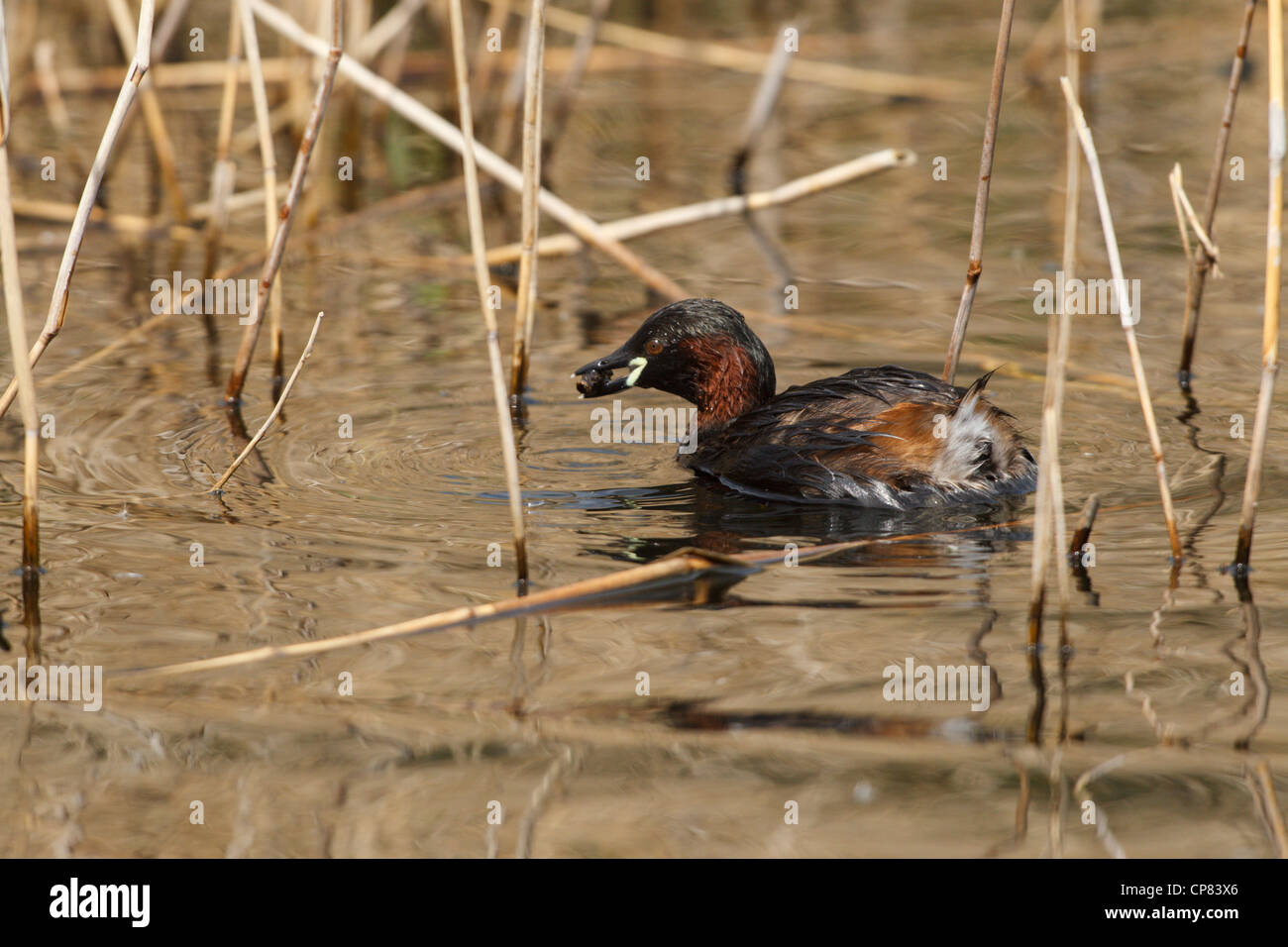 Zampullín Chico en el WWT Londres Centro de humedales en Barnes. Foto de stock