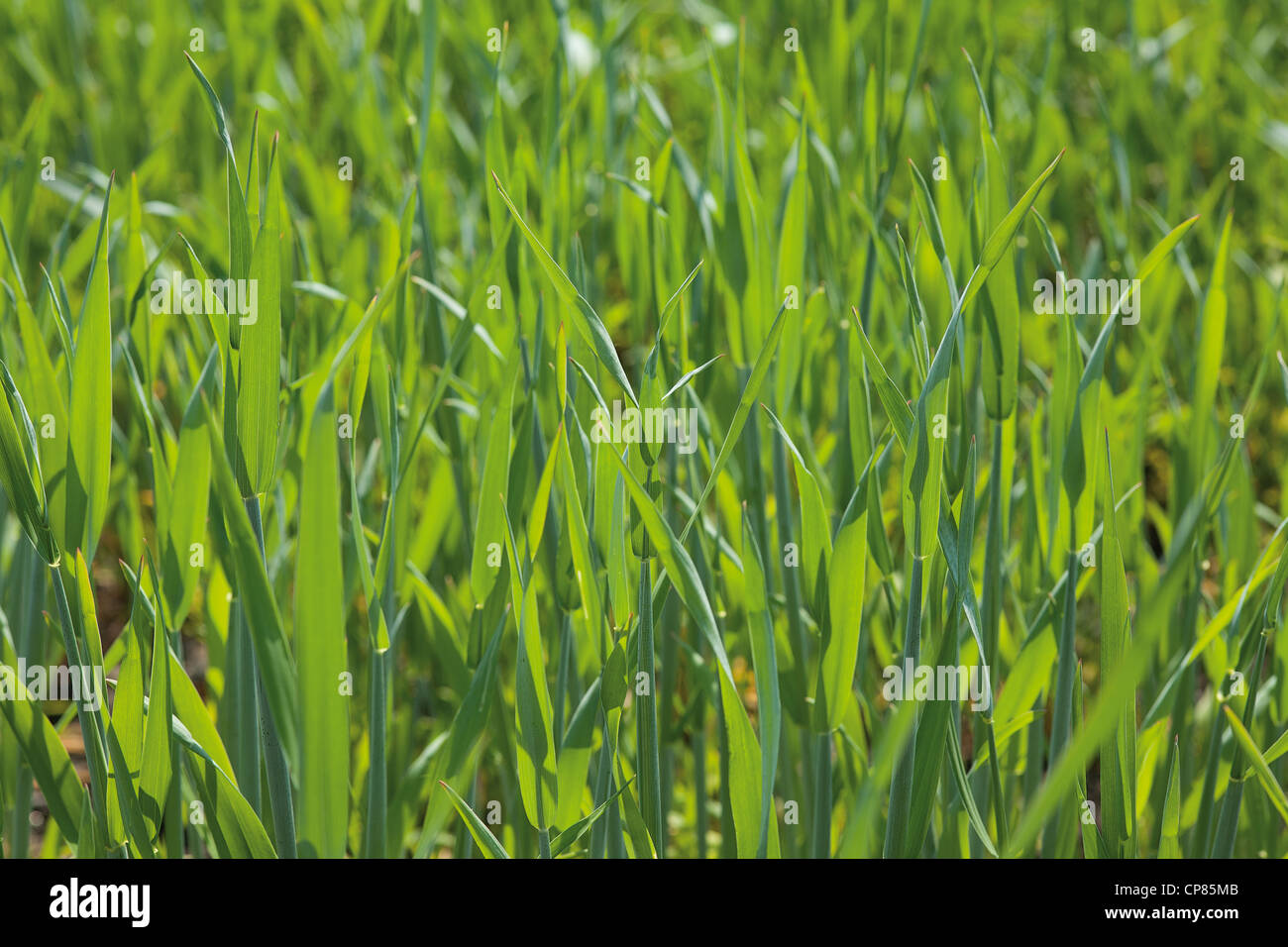 Fragmento del verde de los campos de cereal en la primavera Foto de stock
