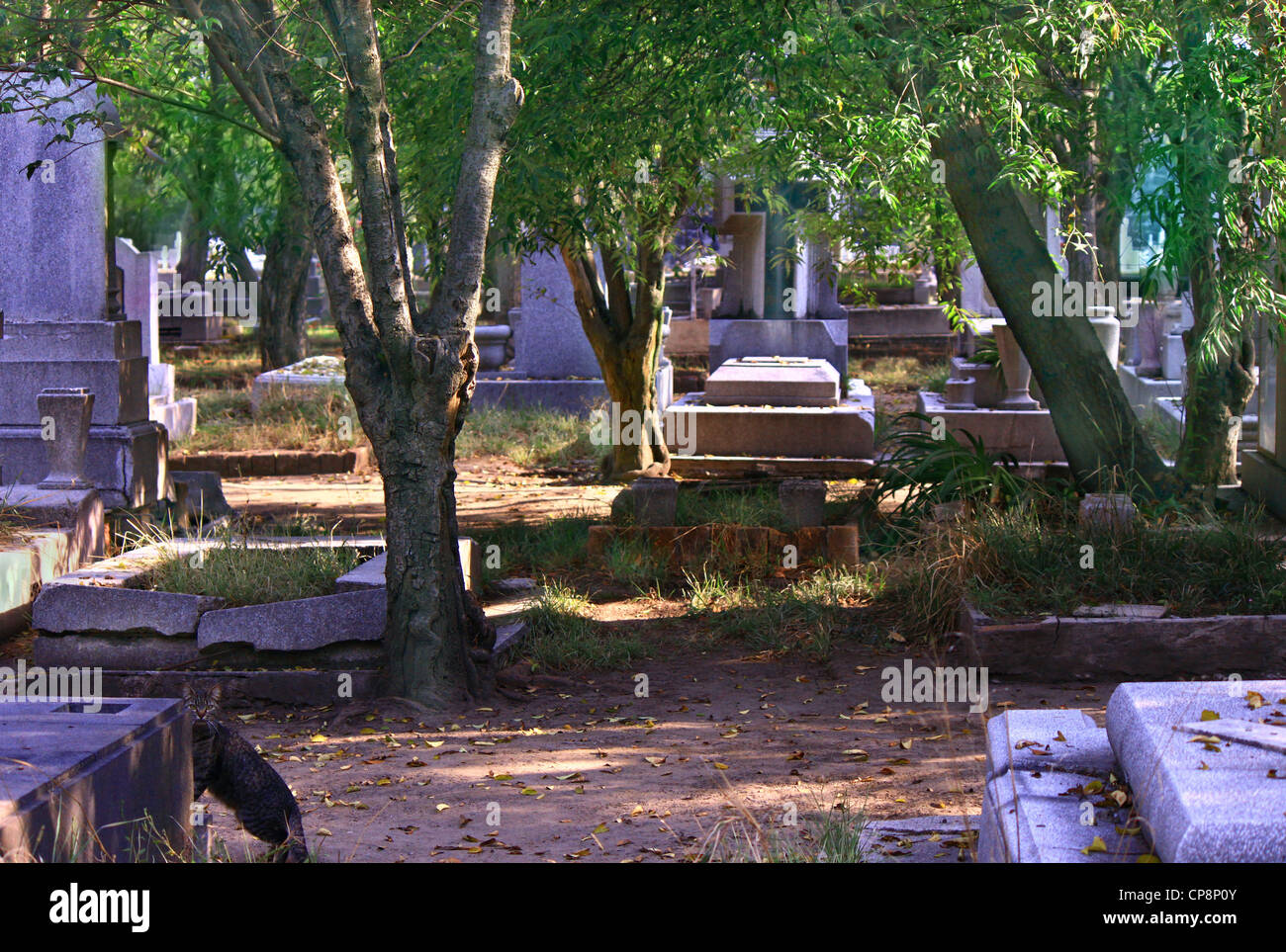 Del Panteón Frances en la Ciudad de México. Cat en primer plano