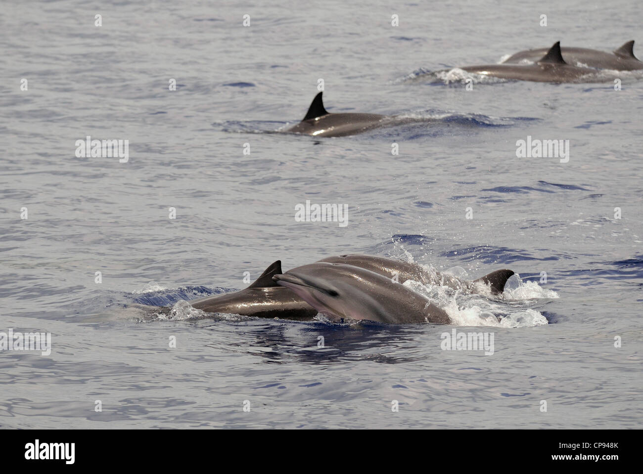 El delfín de Fraser (Lagenodelphis hosei) o grupo de delfines de Sarawak, en superficie, las Maldivas Foto de stock