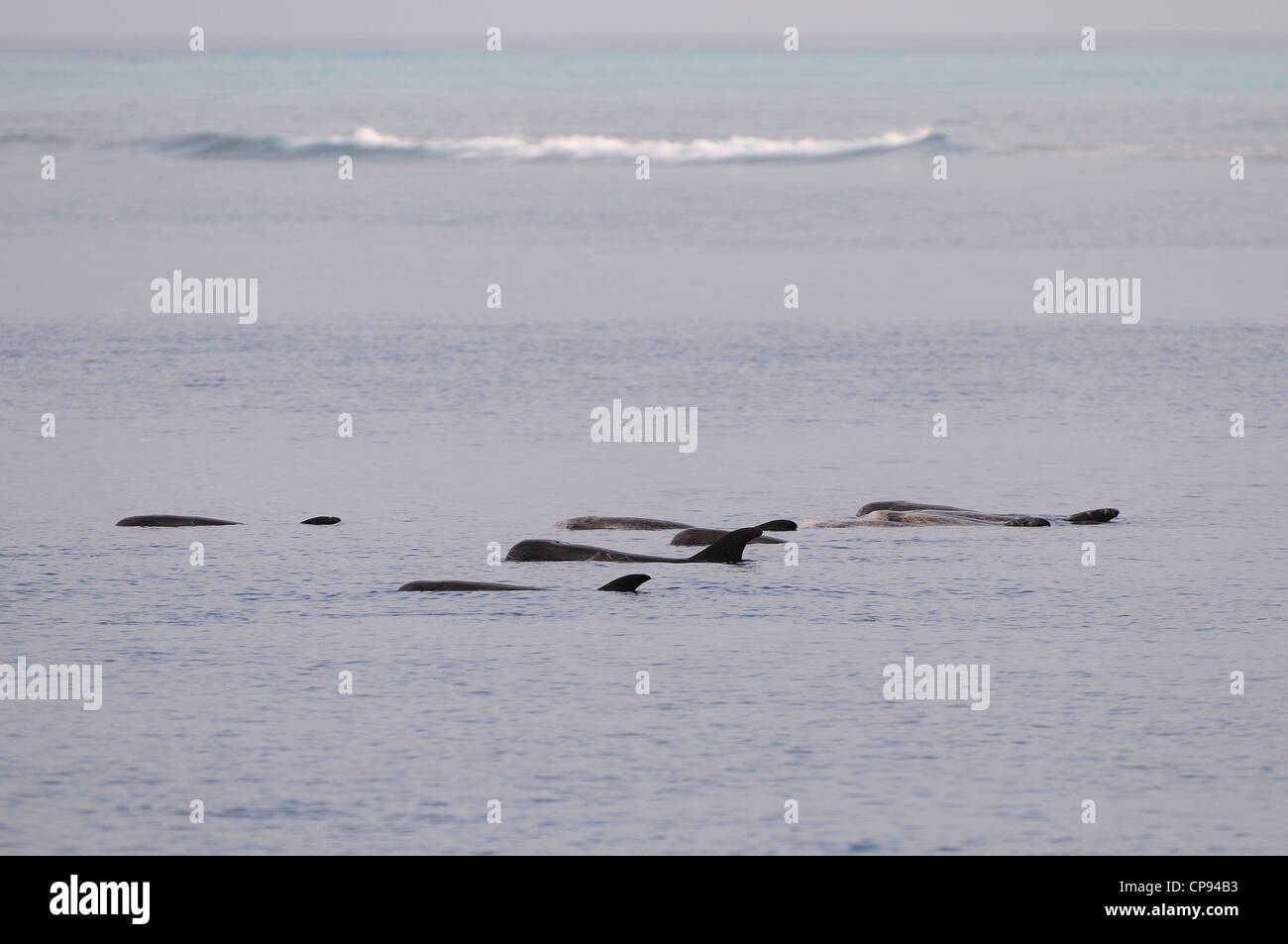 El calderón gris (Grampus griseus) pod descansando o registro en superficie, las Maldivas Foto de stock